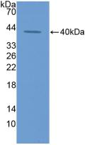 Polyclonal Antibody to Eosinophil Chemotactic Factor (ECF)