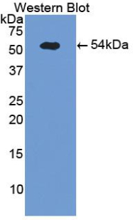 Polyclonal Antibody to E-selectin