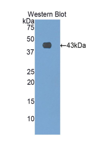 Polyclonal Antibody to E-selectin