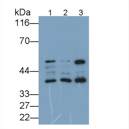 Polyclonal Antibody to Factor Related Apoptosis (FAS)