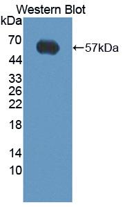 Polyclonal Antibody to Factor Related Apoptosis (FAS)