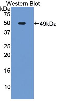 Polyclonal Antibody to Factor Related Apoptosis (FAS)