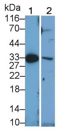 PAA031Ra01.jpg