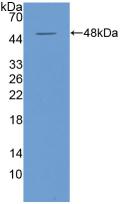 Polyclonal Antibody to Interferon Alpha (IFNa)