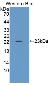 Polyclonal Antibody to Interferon Alpha (IFNa)