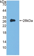 PAA039Mu01.jpg
