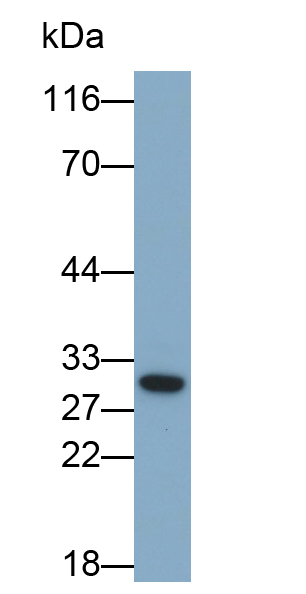 Polyclonal Antibody to Chemokine C-X3-C-Motif Ligand 1 (CX3CL1)