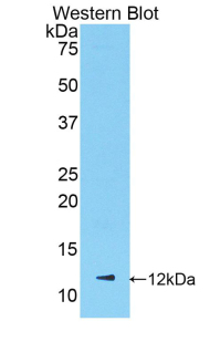 Polyclonal Antibody to Chemokine (C-X-C Motif) Ligand 1 (CXCL1)