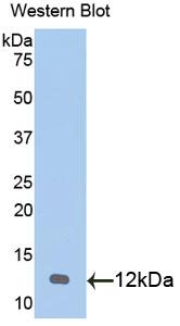 Polyclonal Antibody to Chemokine (C-X-C Motif) Ligand 1 (CXCL1)