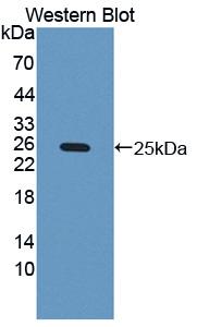 PAA042Bo01.jpg