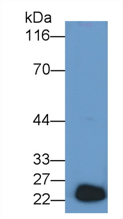 Polyclonal Antibody to Growth Hormone (GH)