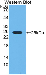 PAA044Ra01.jpg