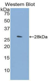 Polyclonal Antibody to Hepatocyte Growth Factor (HGF)