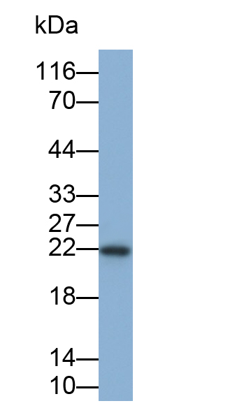 Polyclonal Antibody to Interferon Gamma (IFNg)