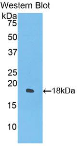 HRP-Linked Polyclonal Antibody to Interferon Gamma (IFNg)