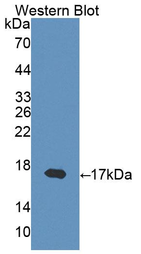 PAA049Mu06.jpg