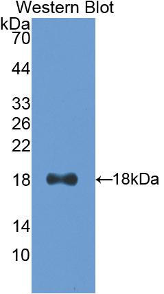 Polyclonal Antibody to Interferon Gamma (IFNg)