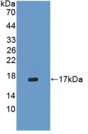 Polyclonal Antibody to Interferon Gamma (IFNg)