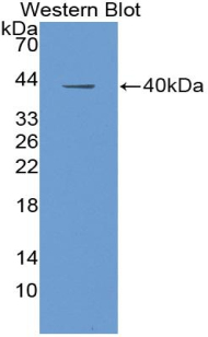 Polyclonal Antibody to Insulin Like Growth Factor 1 (IGF1)