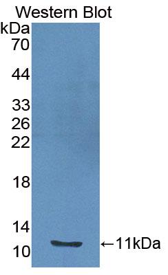 Polyclonal Antibody to Insulin Like Growth Factor 1 (IGF1)