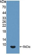 Polyclonal Antibody to Insulin Like Growth Factor 2 (IGF2)