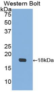 Polyclonal Antibody to Insulin Like Growth Factor Binding Protein 3 (IGFBP3)