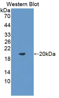 Polyclonal Antibody to Interleukin 10 (IL10)