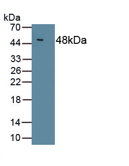 Polyclonal Antibody to Interleukin 10 (IL10)