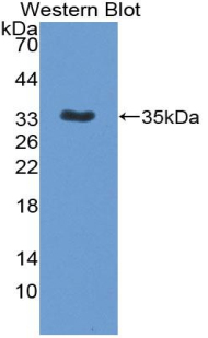 PAA058Mu01.jpg