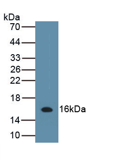 Polyclonal Antibody to Interleukin 13 (IL13)