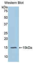 Polyclonal Antibody to Interleukin 15 (IL15)