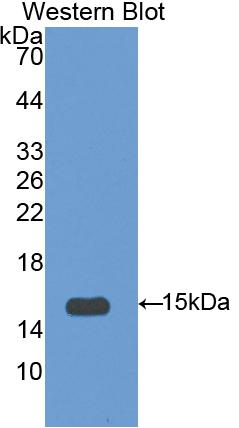 Polyclonal Antibody to Interleukin 15 (IL15)