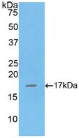 Polyclonal Antibody to Interleukin 16 (IL16)