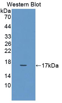 Polyclonal Antibody to Interleukin 17 (IL17)