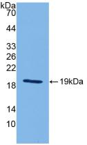 Polyclonal Antibody to Interleukin 18 (IL18)