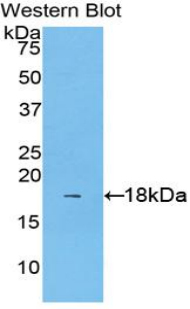 Polyclonal Antibody to Interleukin 1 Alpha (IL1a)