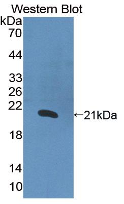 Polyclonal Antibody to Interleukin 1 Alpha (IL1a)