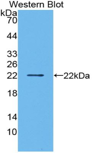 Polyclonal Antibody to Interleukin 1 Alpha (IL1a)