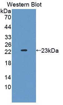 Polyclonal Antibody to Interleukin 1 Alpha (IL1a)