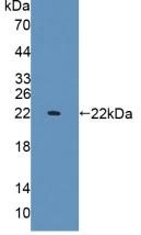 Polyclonal Antibody to Interleukin 1 Alpha (IL1a)