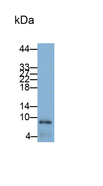 Polyclonal Antibody to Defensin Beta 2 (DEFb2)