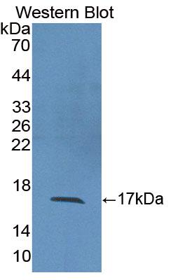 Polyclonal Antibody to Interleukin 2 (IL2)