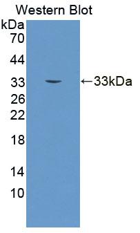 Polyclonal Antibody to Immunoglobulin G1 (IgG1)