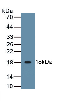 Polyclonal Antibody to Interleukin 3 (IL3)