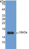 Polyclonal Antibody to Interleukin 4 (IL4)