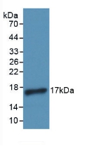 Polyclonal Antibody to Interleukin 4 (IL4)