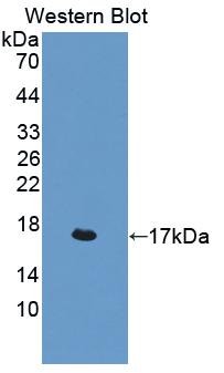 Polyclonal Antibody to Interleukin 4 (IL4)