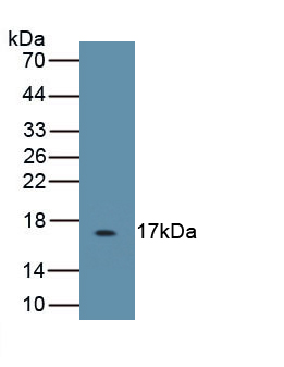 Polyclonal Antibody to Interleukin 5 (IL5)