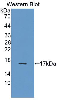 Polyclonal Antibody to Interleukin 5 (IL5)
