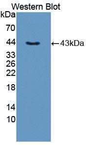 Polyclonal Antibody to Interleukin 5 (IL5)